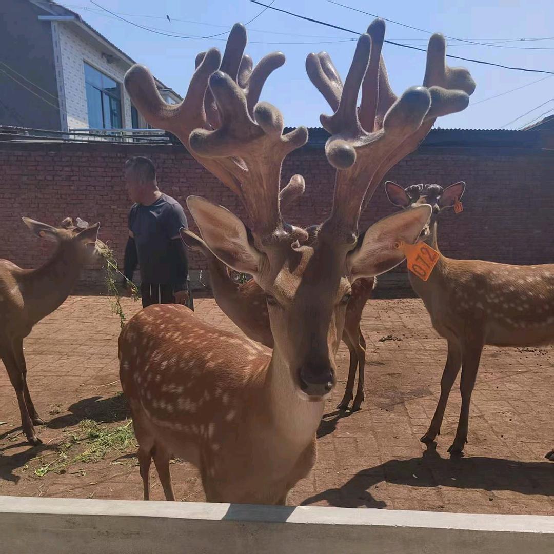 鹿满茸荣鹿业1号店