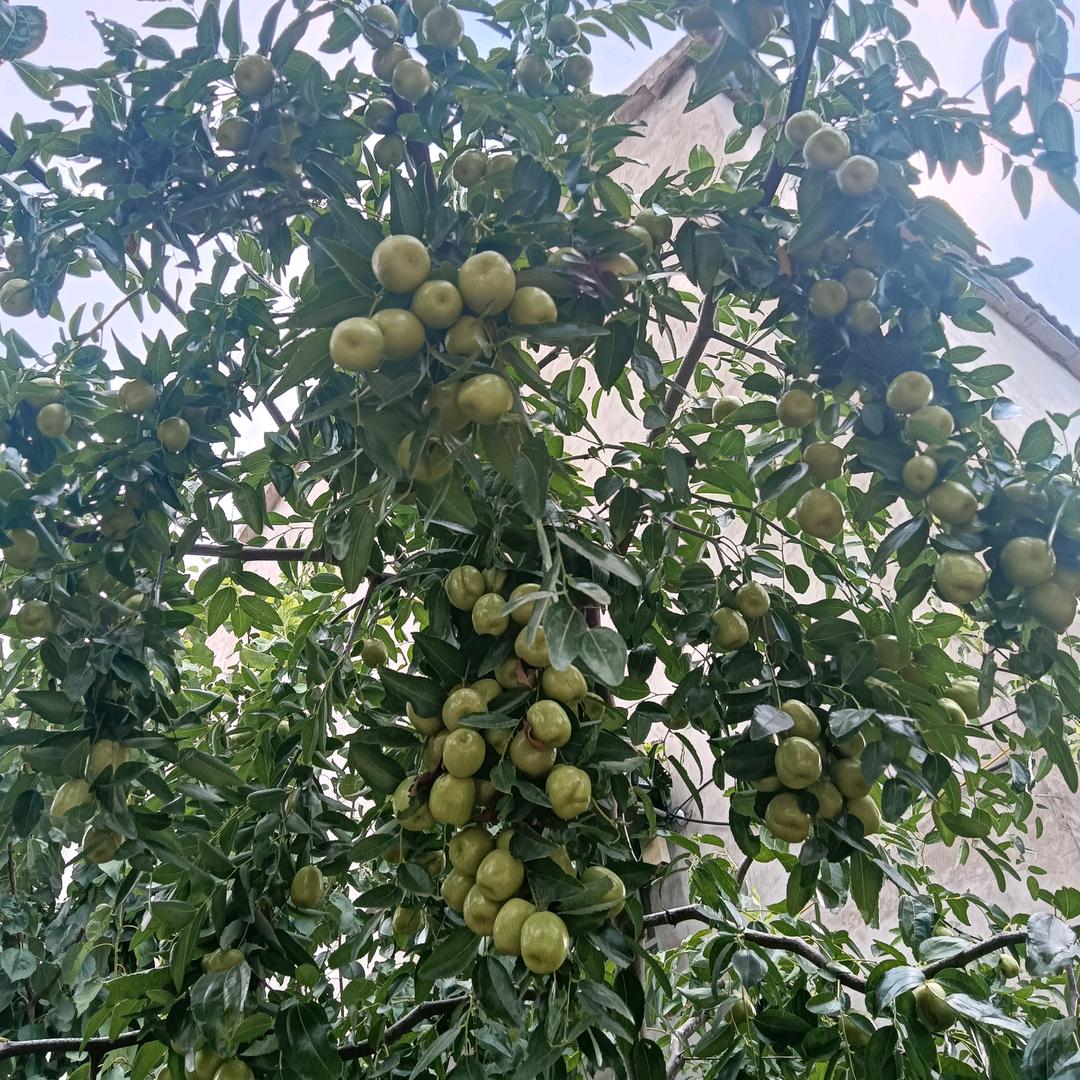种西瓜的老黄