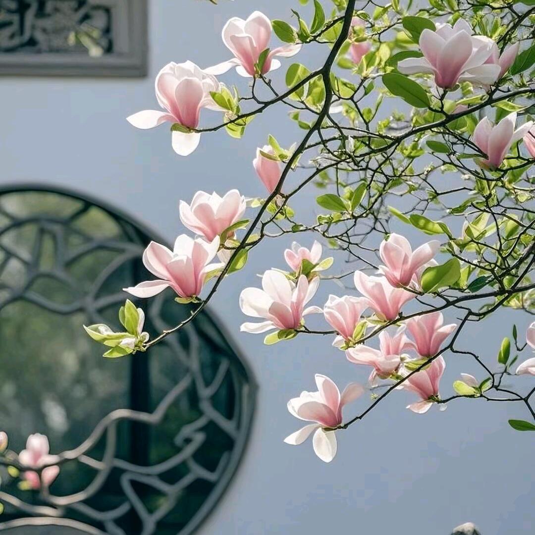 🌻小幸运
