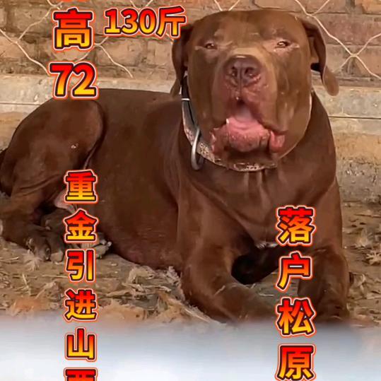 松原啊酷