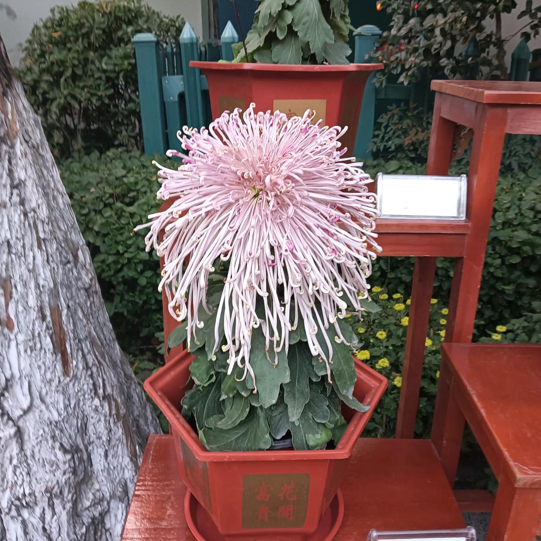 琴声