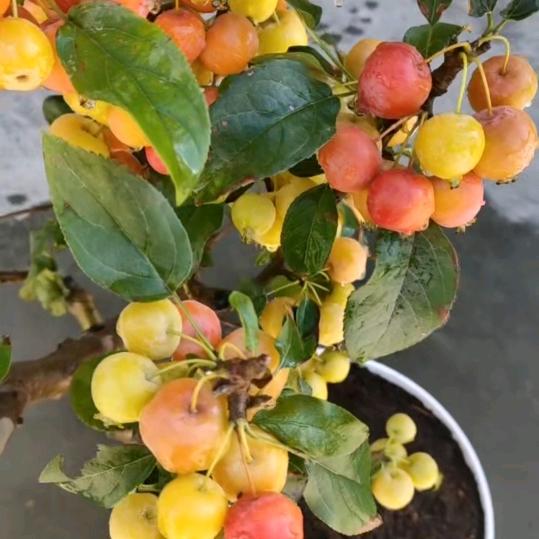 春暖花开🌷🌷