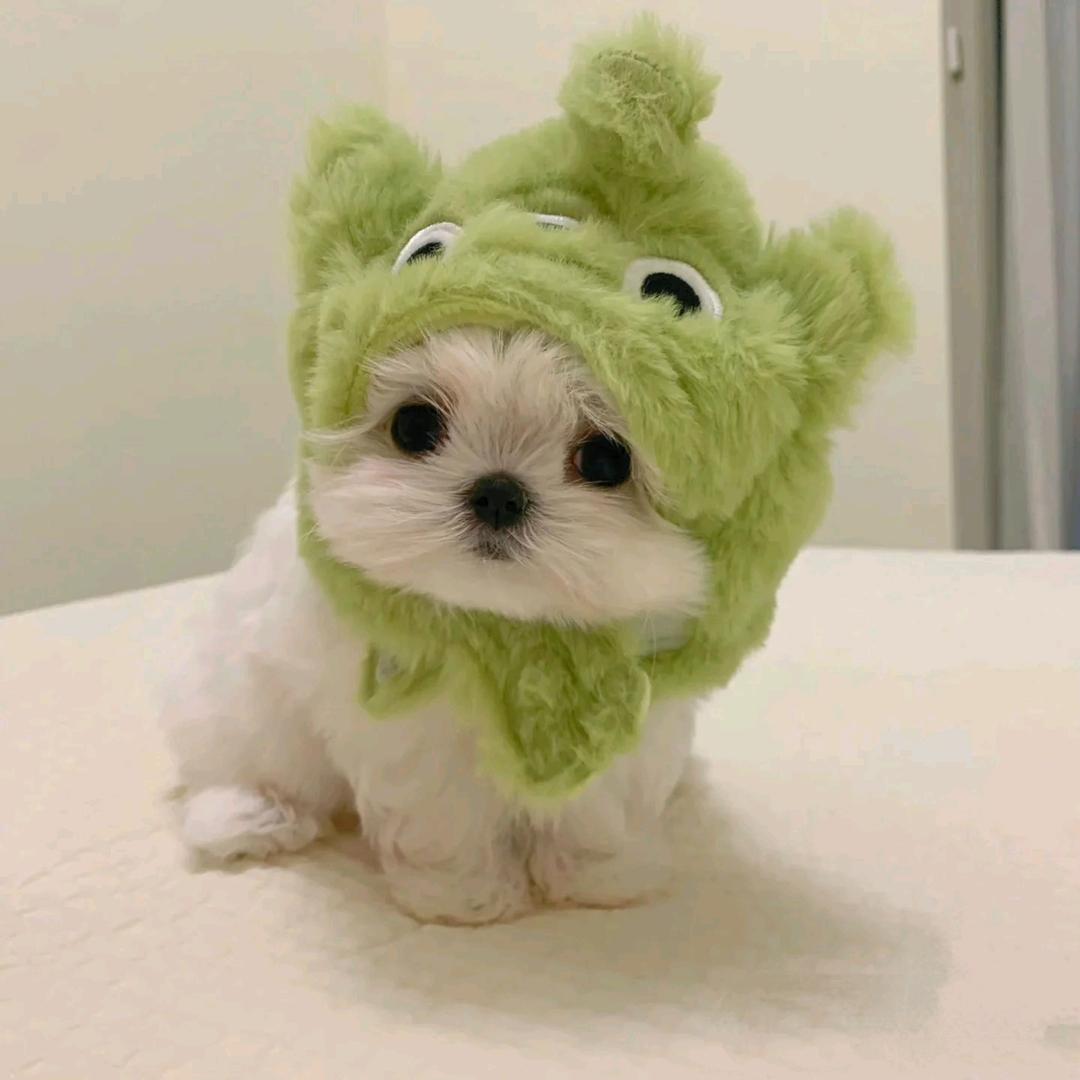 小杨想吃桃头像