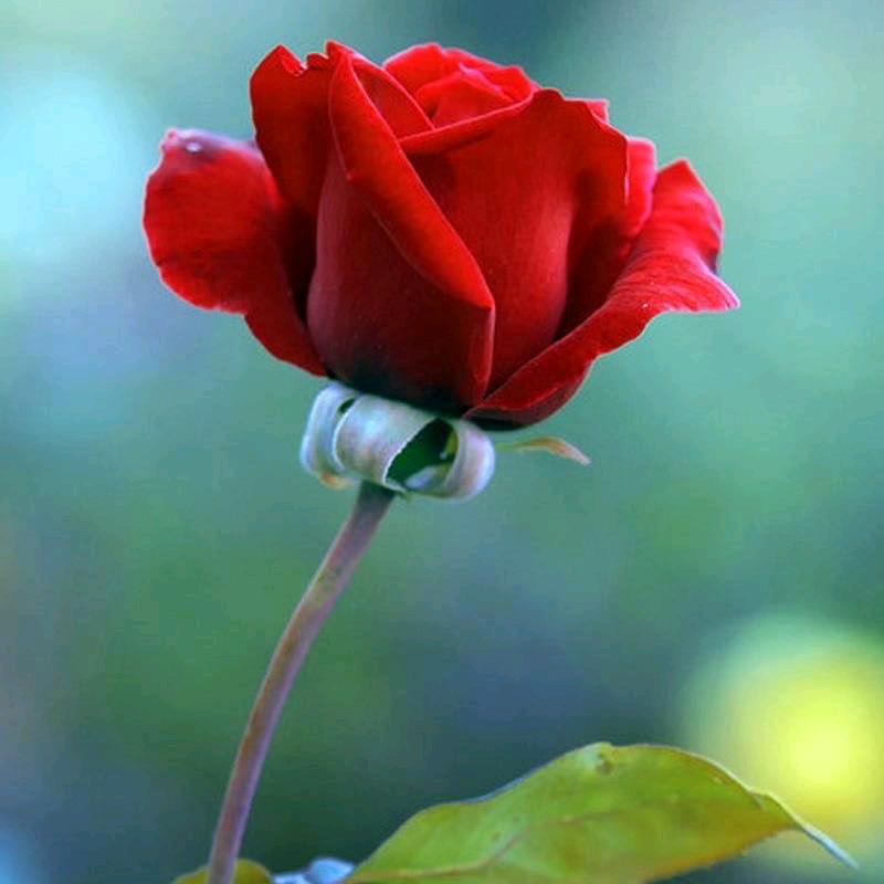 烟火里的尘埃@😇