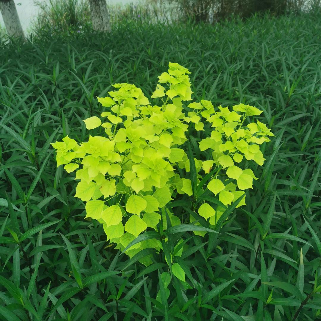 后院田
