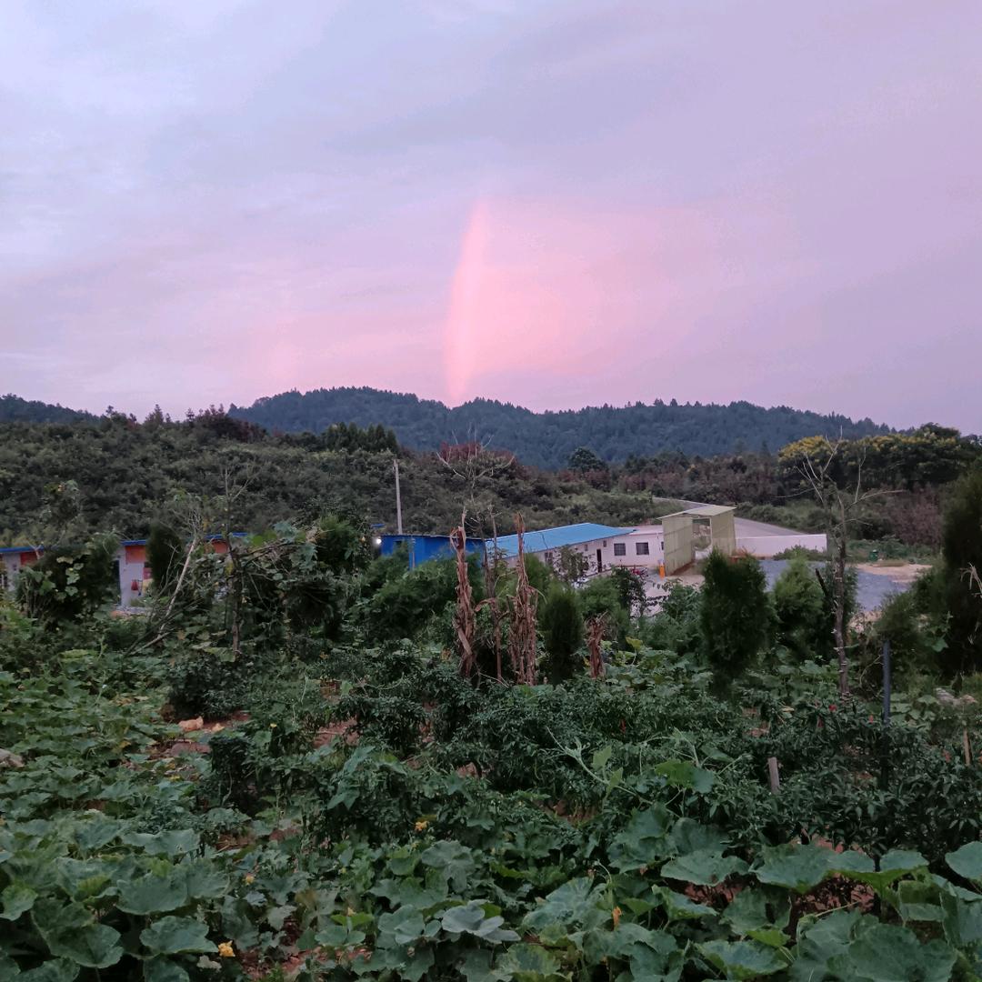 杜定芳