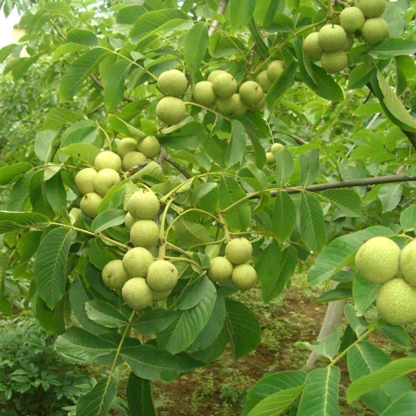 天津市西青区馨亦宝工艺品店