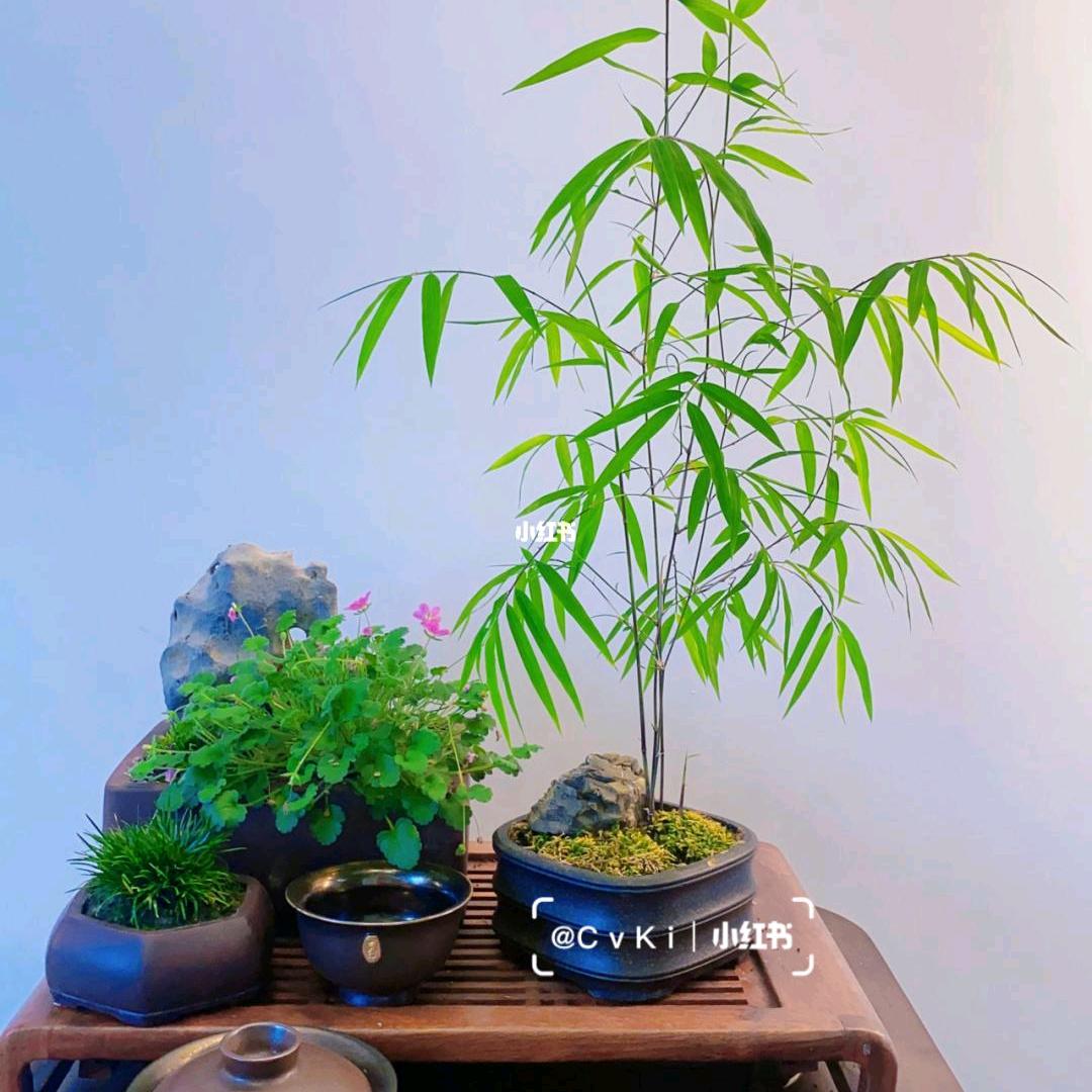 清雅竹苑