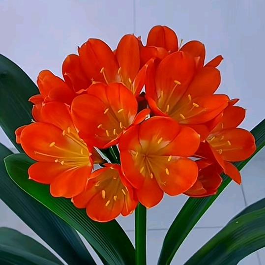 guangxi35143