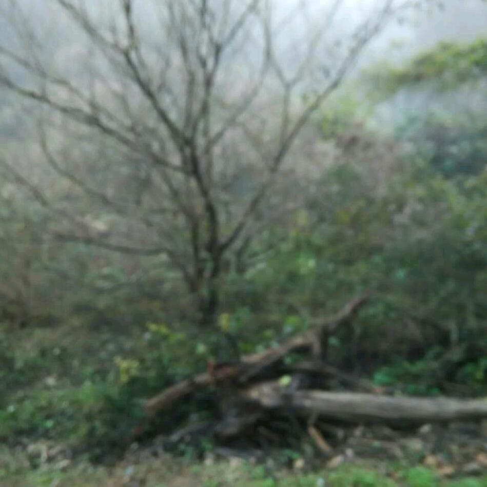 珍珍姐一