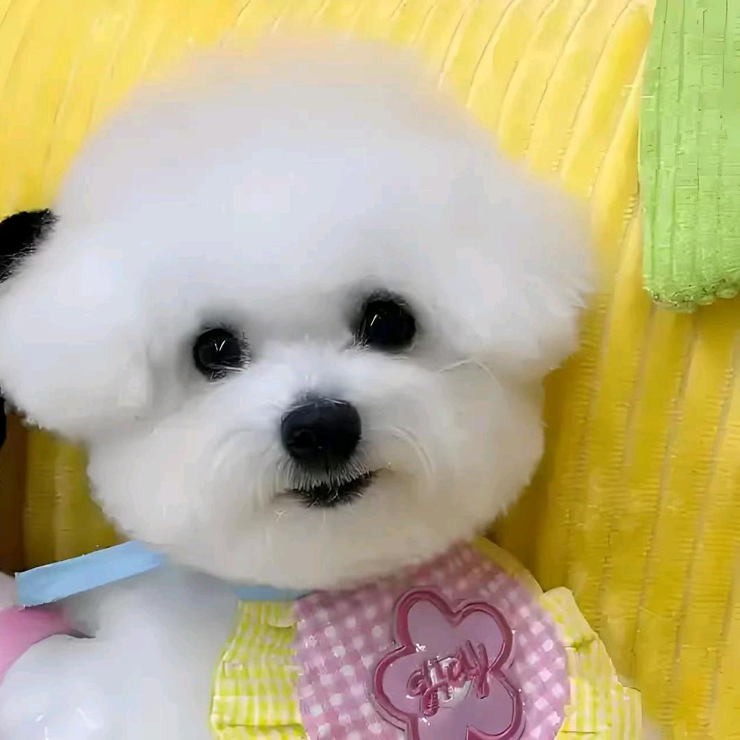 我喜欢小狗