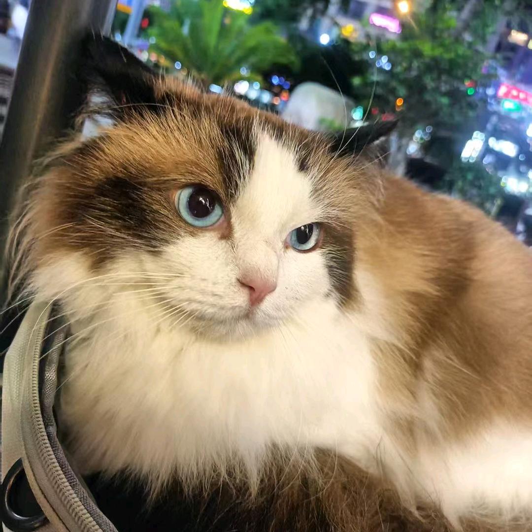 温柔╭(╯ε╰)╮♥