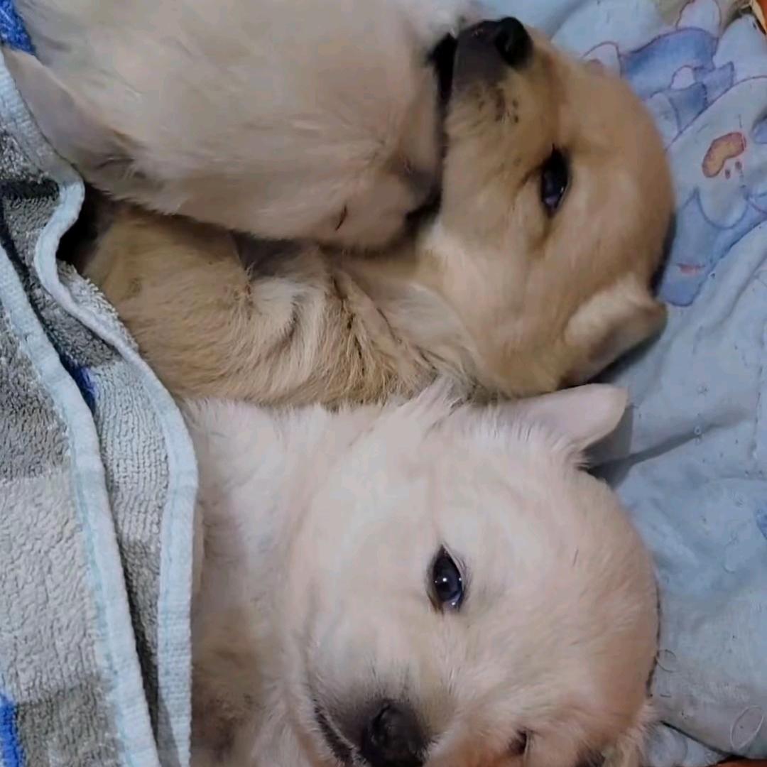 小小怪