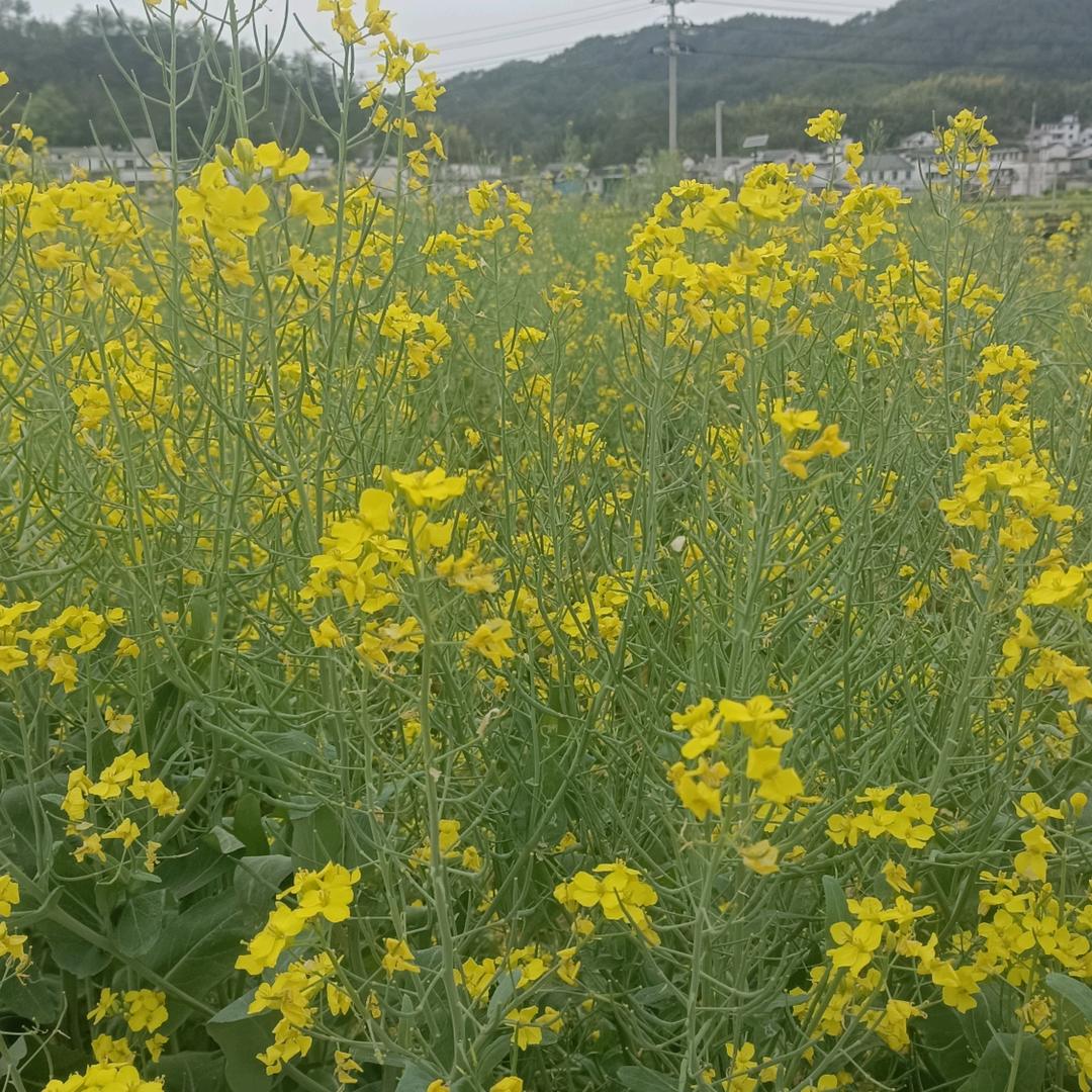 少糖不甜