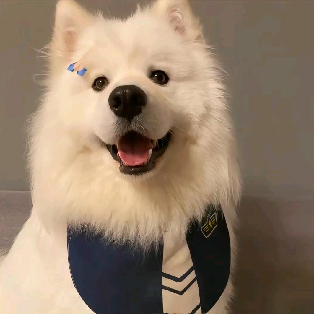 ⁺✞ʚ 羽毛球重度依赖ɞ✟₊