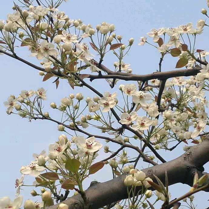 砀山县传刚花粉有限公司