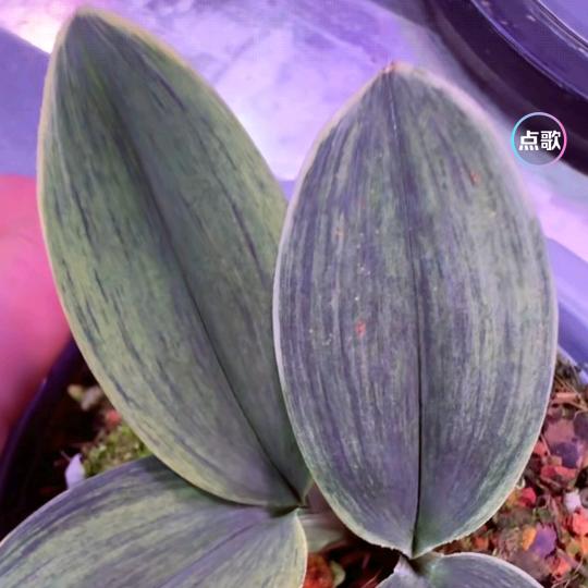 ༺།༼࿄࿆丗兦࿅࿆༽།༻