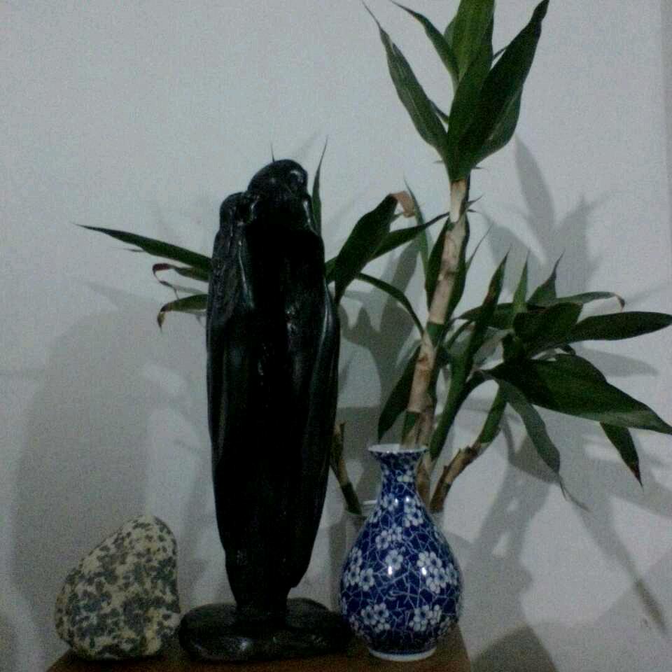 富贵竹