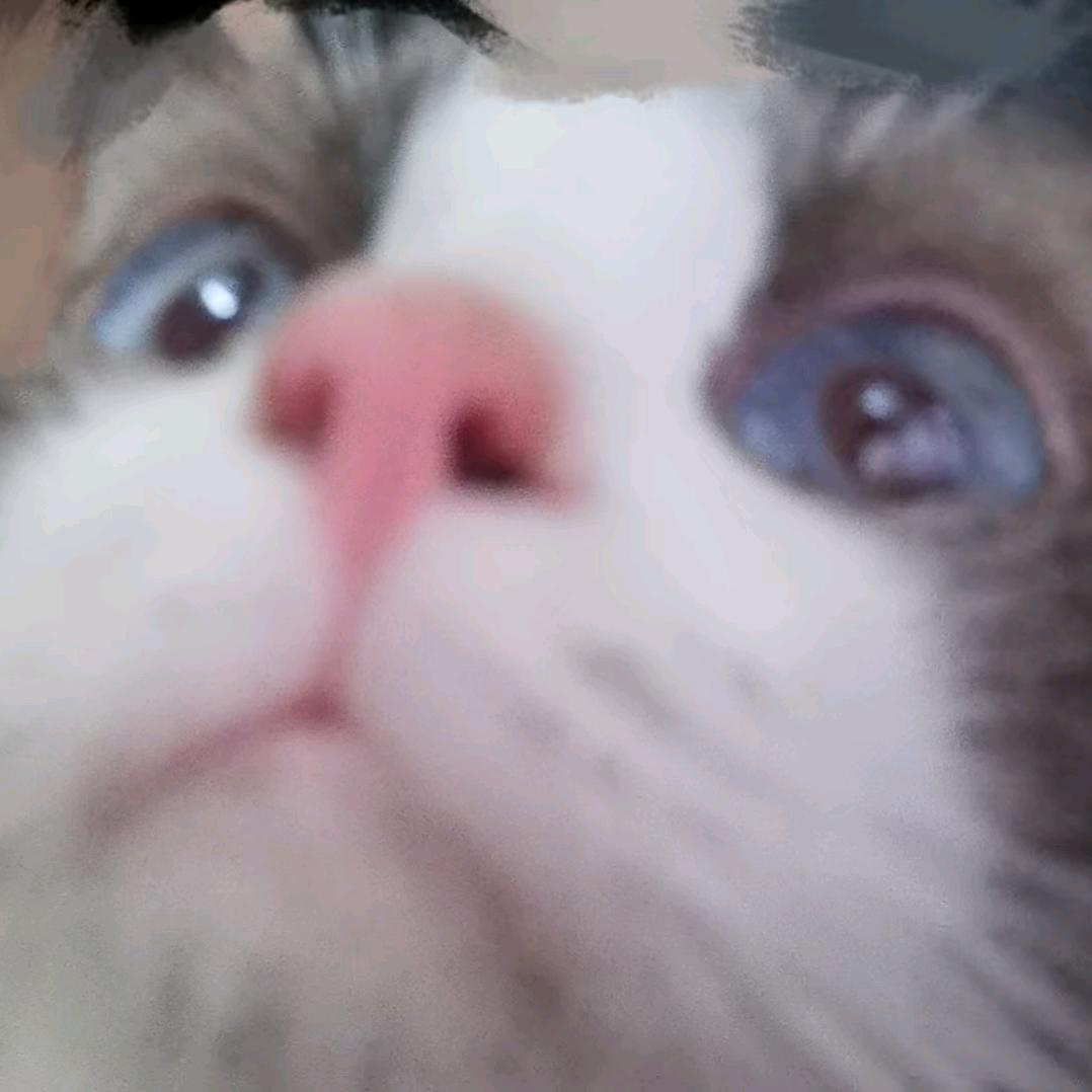 我养的小猫很呆