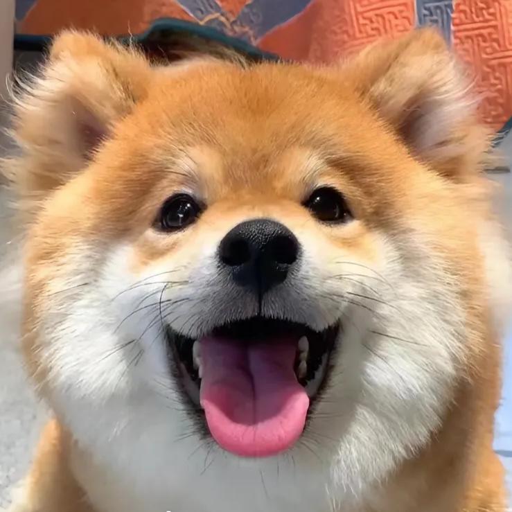 小珍猪起飞喽
