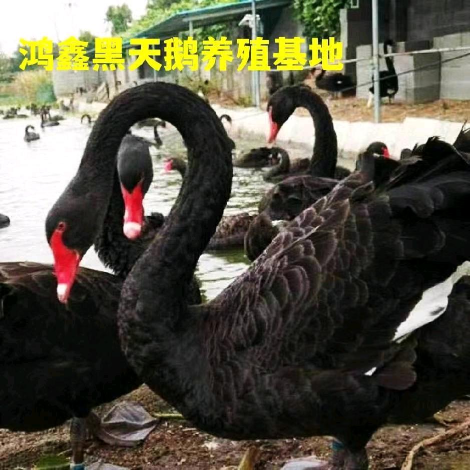 山东鸿鑫萌宠珍禽养殖基地