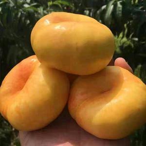 泊头市迎瑞家庭农场