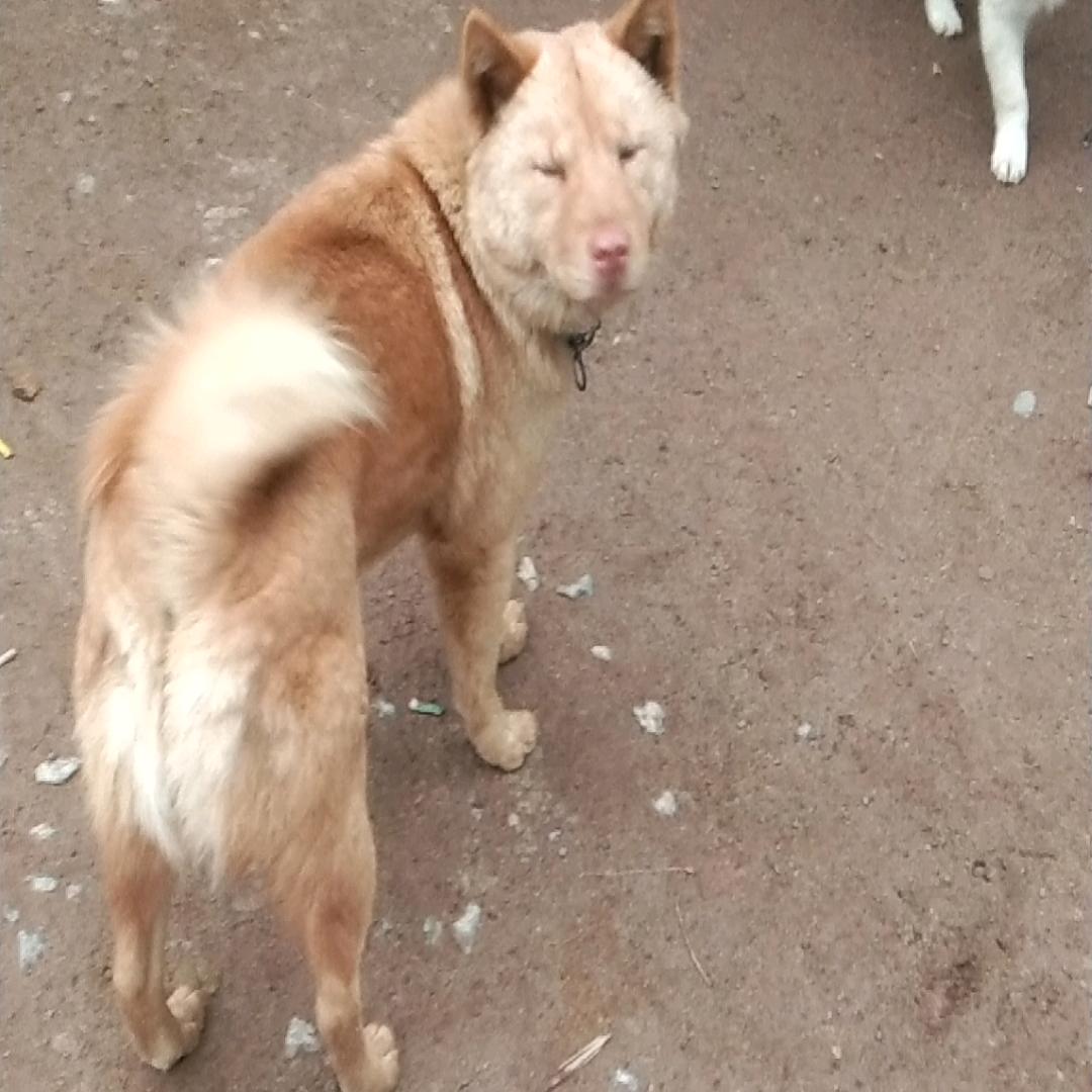 我是一只小小鸟呀