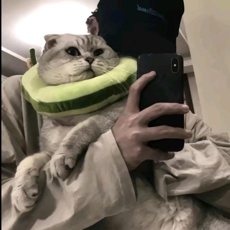笨笨.