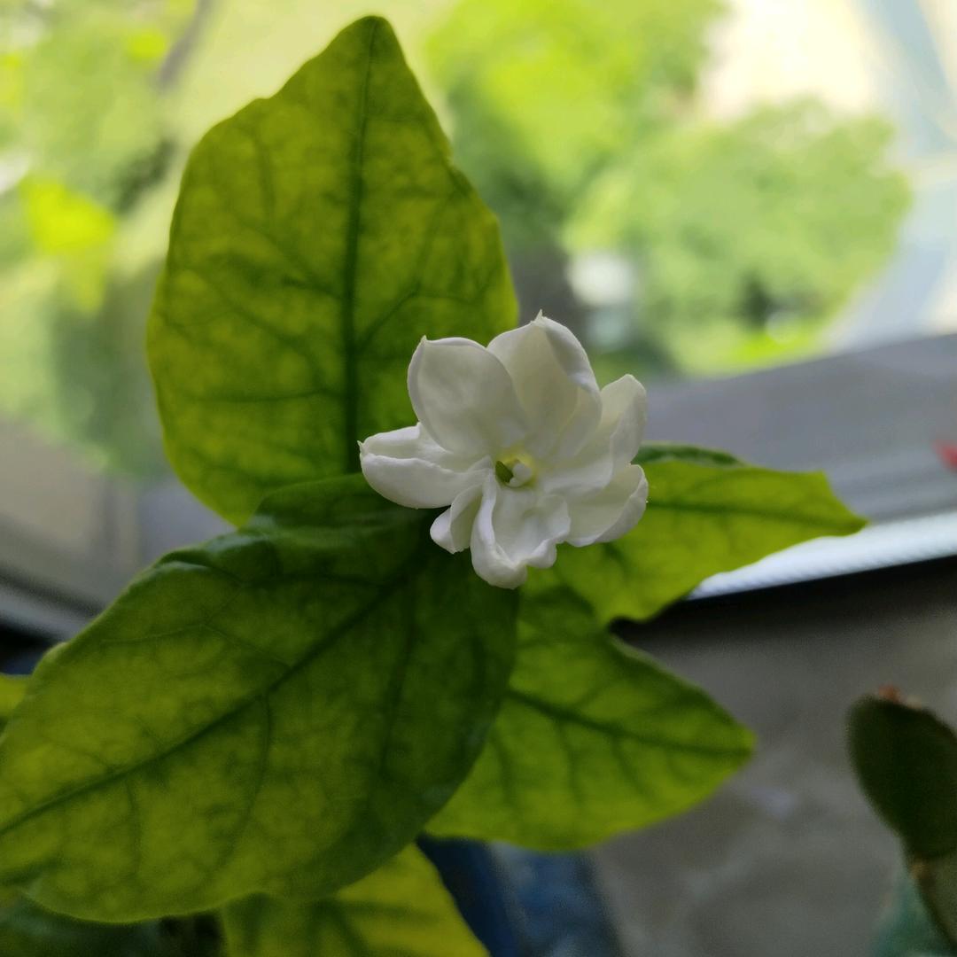 竹