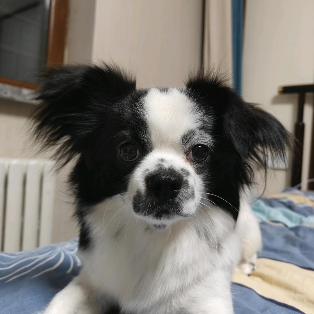 叶永兰
