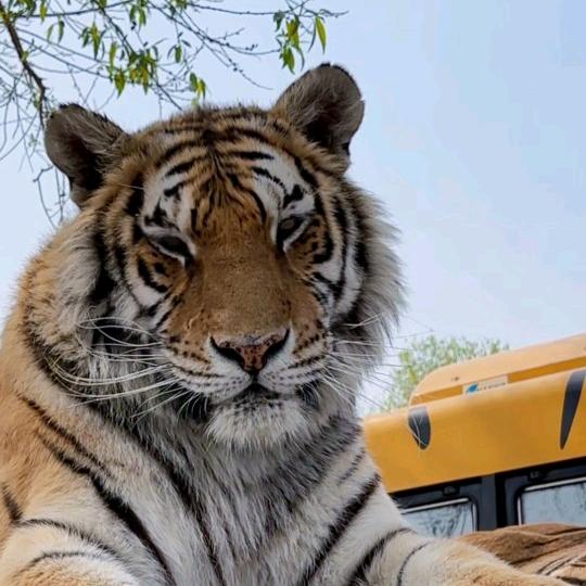 猛推大娘的轮椅