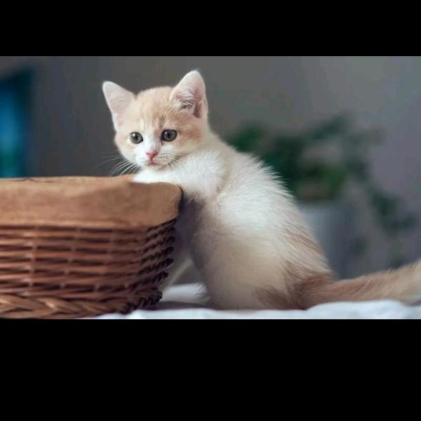 中石化森美福建石狮石泉加油站