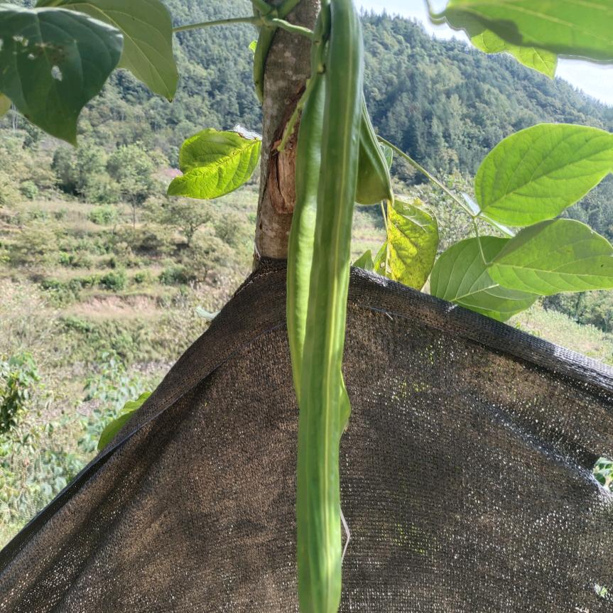 天赐百福