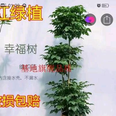 龙