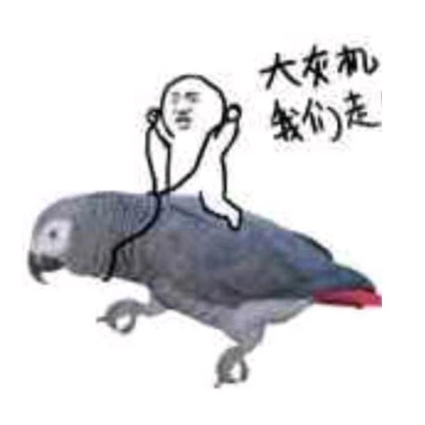 鹦明神鹉