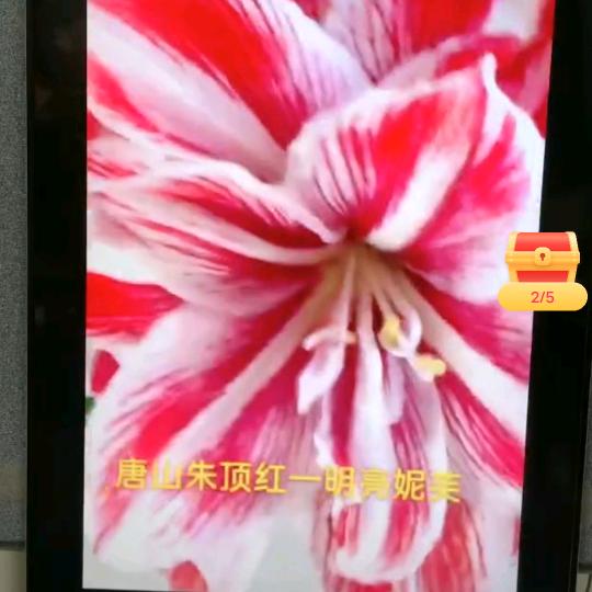 白雪123