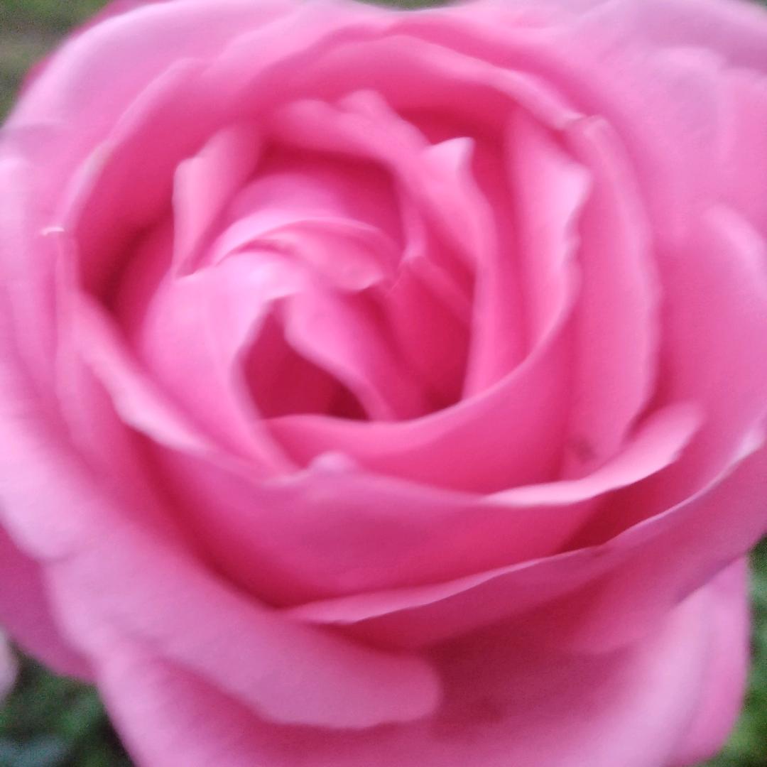 酒都仁怀八哥。