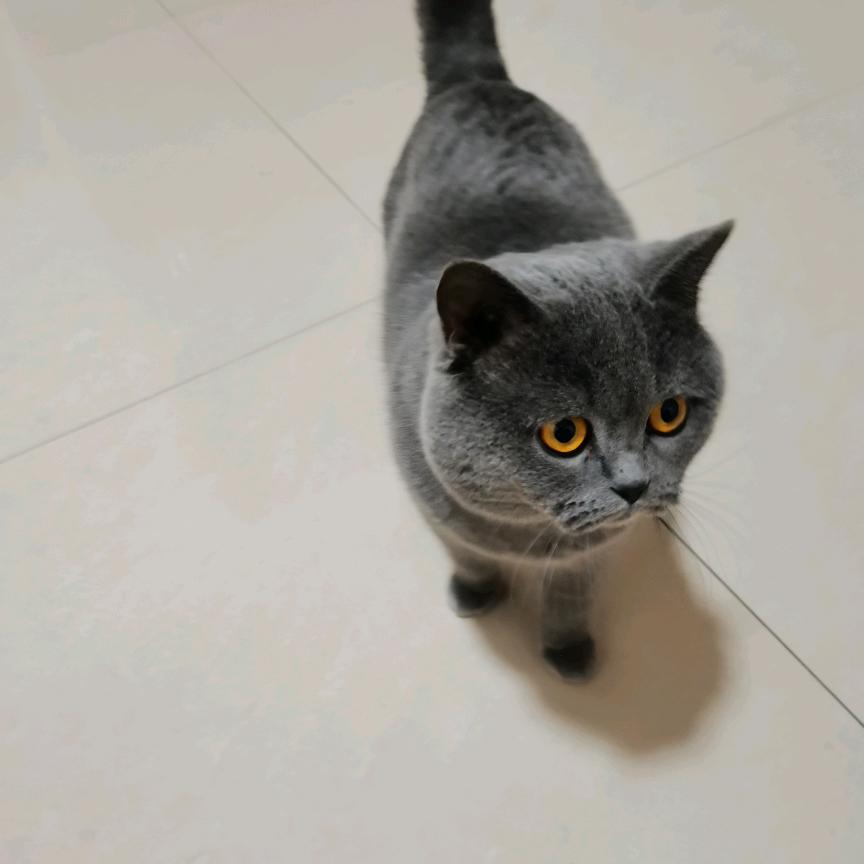 红辣椒