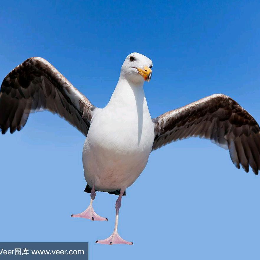 疯狂的海鸥