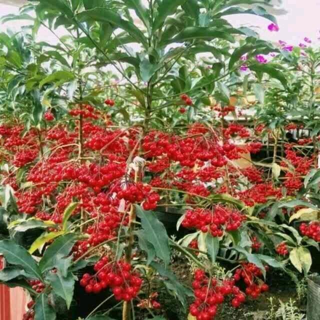 陈晨蓝天