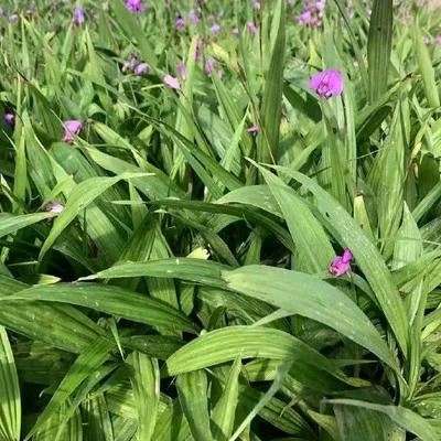 中药材种植沫沫