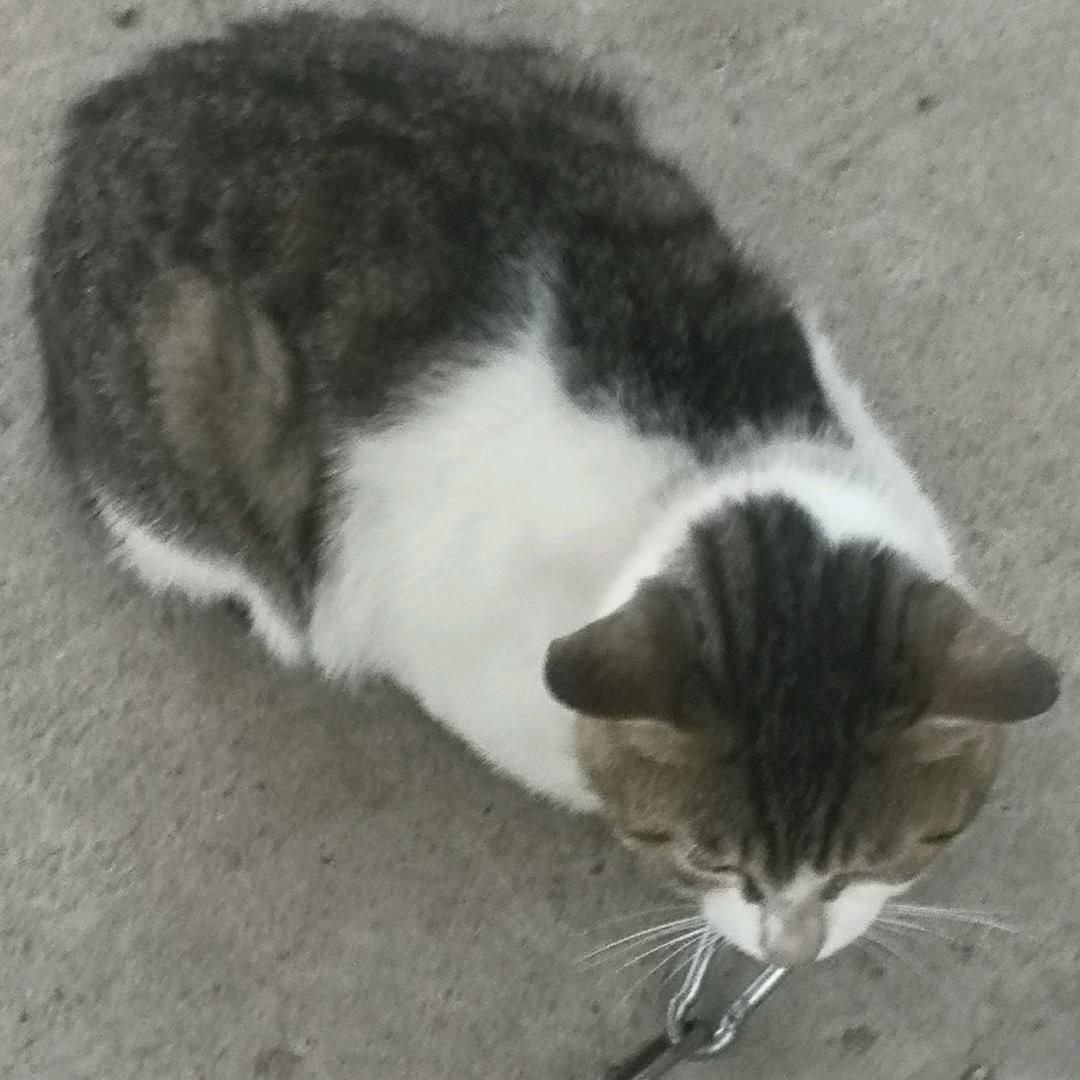 野生花猫.