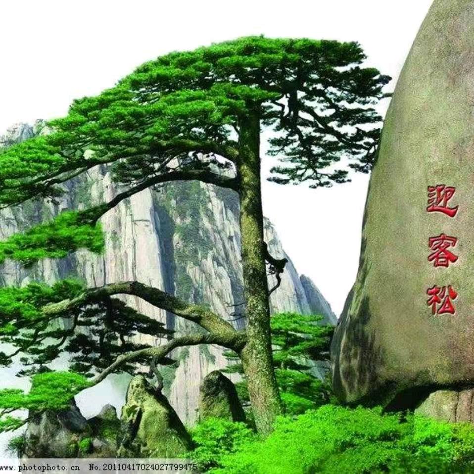 迎客松