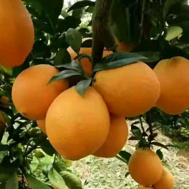 平淡是真