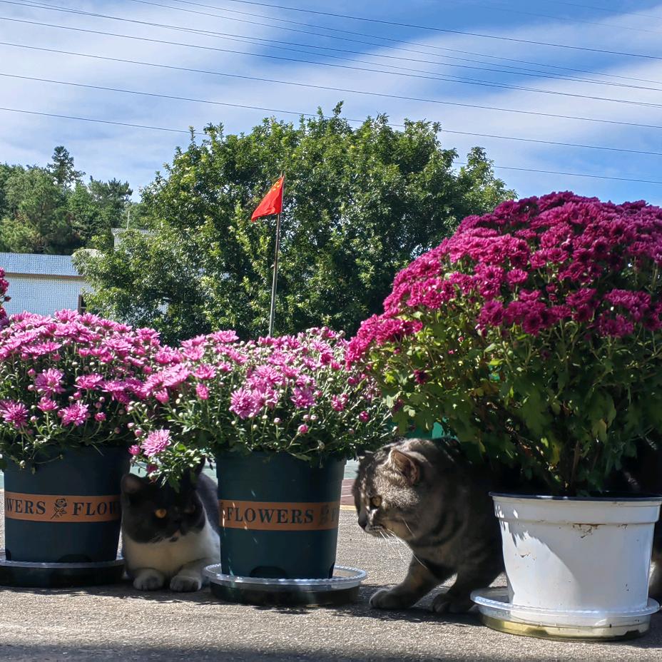 汕头市心阳何老师