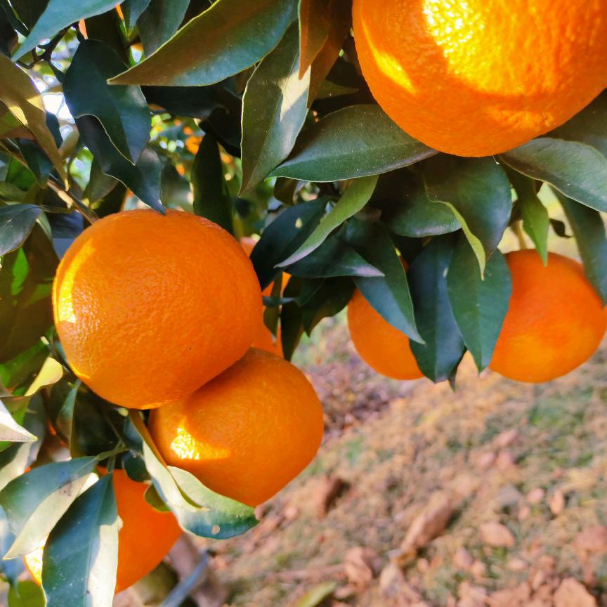 张荣果业产地代办小号