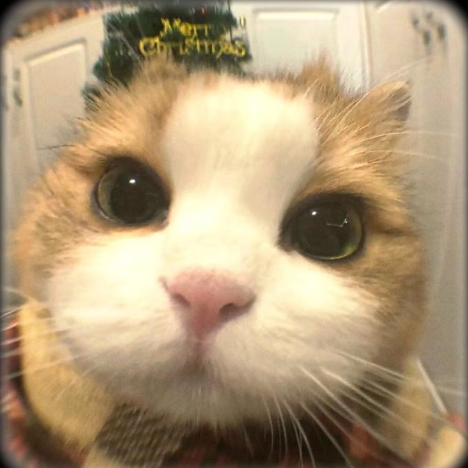 @爪爪不喜欢橙子