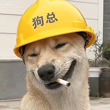 (◣_◢)(⩺_⩹)（▽д▽）