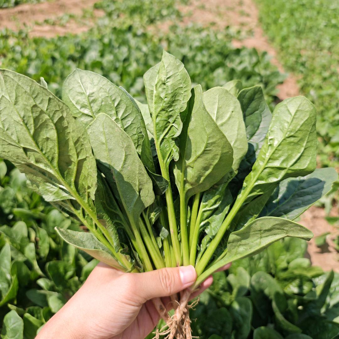 菠菜种子小豪（欧兰德）