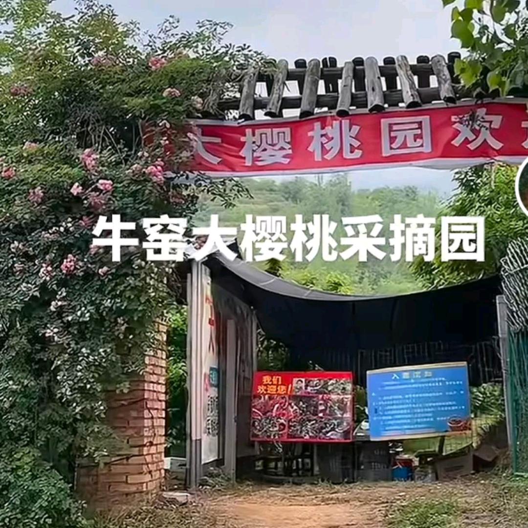 牛窑大樱桃采摘园